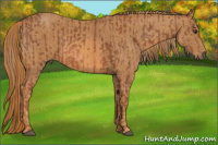 Horse Color:Chestnut Brindle