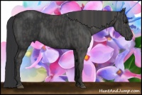 Horse Color:Black  Brindle