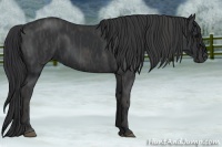 Horse Color:Black  Brindle