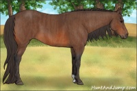 Horse Color:Bay  Brindle
