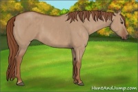 Horse Color:Red Dun  Brindle