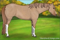 Horse Color:Red Dun  Brindle