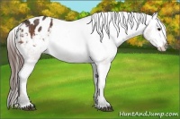 Horse Color:Bay Roan Appaloosa  Brindle