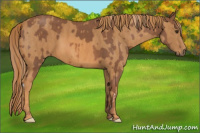 Horse Color:Chestnut Brindle