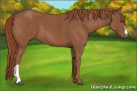 Horse Color:Chestnut  Brindle