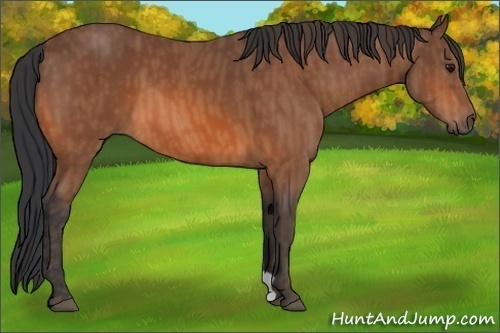 Horse Color: Bay  Brindle
