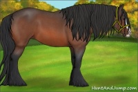 Horse Color:Bay Roan Splash 