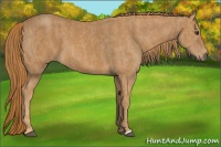 Horse Color:Chestnut Brindle