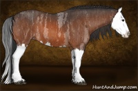 Horse Color:Bay Roan Splash  Brindle