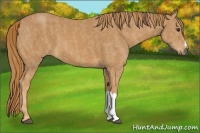 Horse Color:Chestnut  Brindle