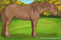 Horse Color:Chestnut  Brindle
