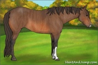 Horse Color:Bay  Brindle