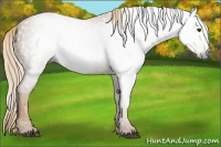 Horse Color:Gray Chestnut  Brindle