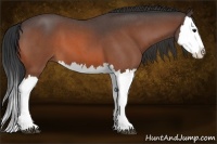 Horse Color:Brown Roan Splash 