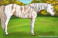 Horse Color:Chestnut Near Fewspot Rabicano  Brindle