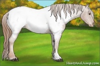 Horse Color:Chestnut Near Fewspot 