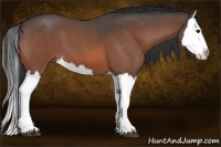 Horse Color:Bay Roan Splash 