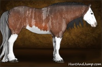 Horse Color:Bay Roan Splash  Brindle
