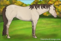 Horse Color:Classic Champagne Dun 