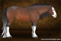 Horse Color:Bay Roan Splash 