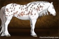Horse Color:Bay Roan Splash Appaloosa 