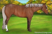 Horse Color:Silver Bay  Brindle