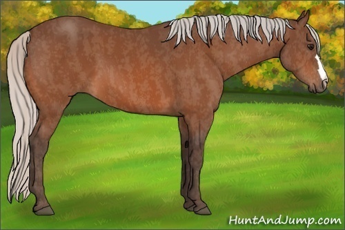 Horse Color:Silver Bay  Brindle