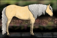 Horse Color:Silver Buckskin  Brindle