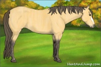 Horse Color:Buckskin  Brindle