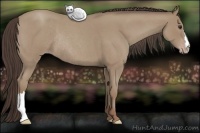 Horse Color:Classic Champagne Roan Rabicano 