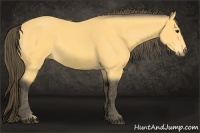 Horse Color:Buckskin  Brindle