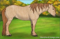 Horse Color:Red Dun  Brindle