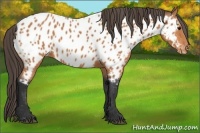 Horse Color:Bay Near Leopard 