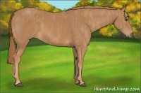 Horse Color:Chestnut  Brindle