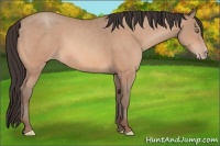 Horse Color:Sable Champagne 