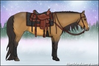 Horse Color:Buckskin 