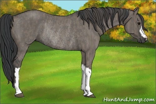 Horse Color: Grullo Rabicano  Brindle