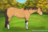 Horse Color:Buckskin 