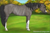 Horse Color:Grullo Rabicano Brindle