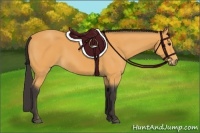 Horse Color:Buckskin 