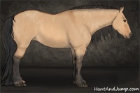 Horse Color:Bay Dun  Brindle