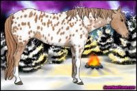 Horse Color:Chestnut Tobiano Blanket 
