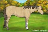 Horse Color:Buckskin  Brindle