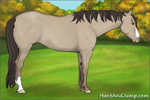 Horse Color: Classic Champagne Dun 