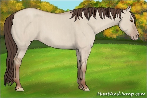 Horse Color: Classic Champagne Dun  Brindle