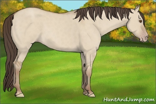 Horse Color: Classic Champagne Dun 