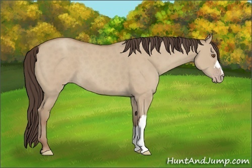 Horse Color: Classic Champagne Dun 