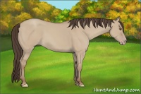Horse Color:Classic Champagne Dun 