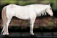 Horse Color:Chestnut Blanket  Brindle