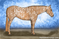 Horse Color:Chestnut Appaloosa  Brindle